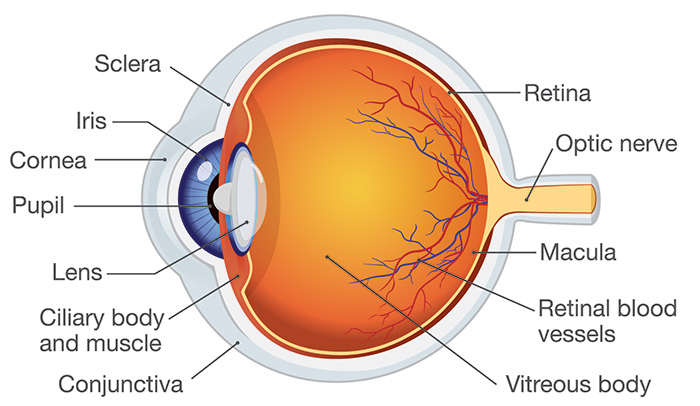 Chart Illustrating the Anatomy of an Eye